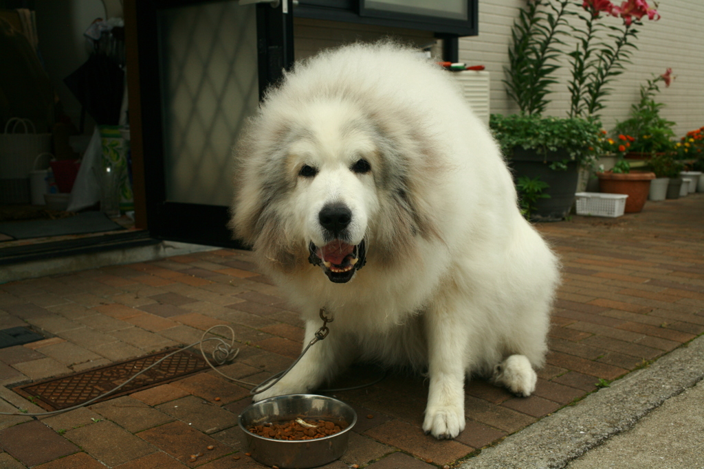 ご飯おいしいおいしいのココさん