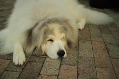 涼しくなってきて表でココさんが番犬してる