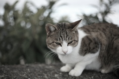 昨日のトムくん