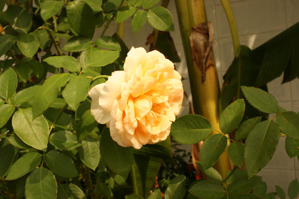 ココさんところの花