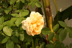 ココさんところの花