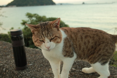 トム君