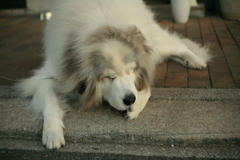 肉球が気になるココさん