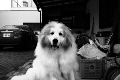 嵐の後のココちゃん