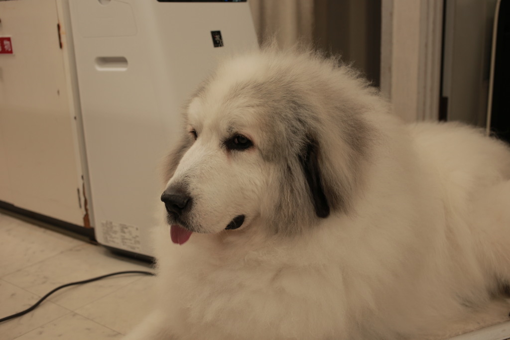 今日も元気にお店番してるココさん