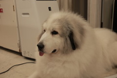 今日も元気にお店番してるココさん