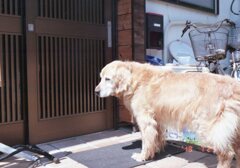 film Superia X-traにて