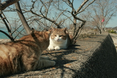 トム君とおかあにゃん