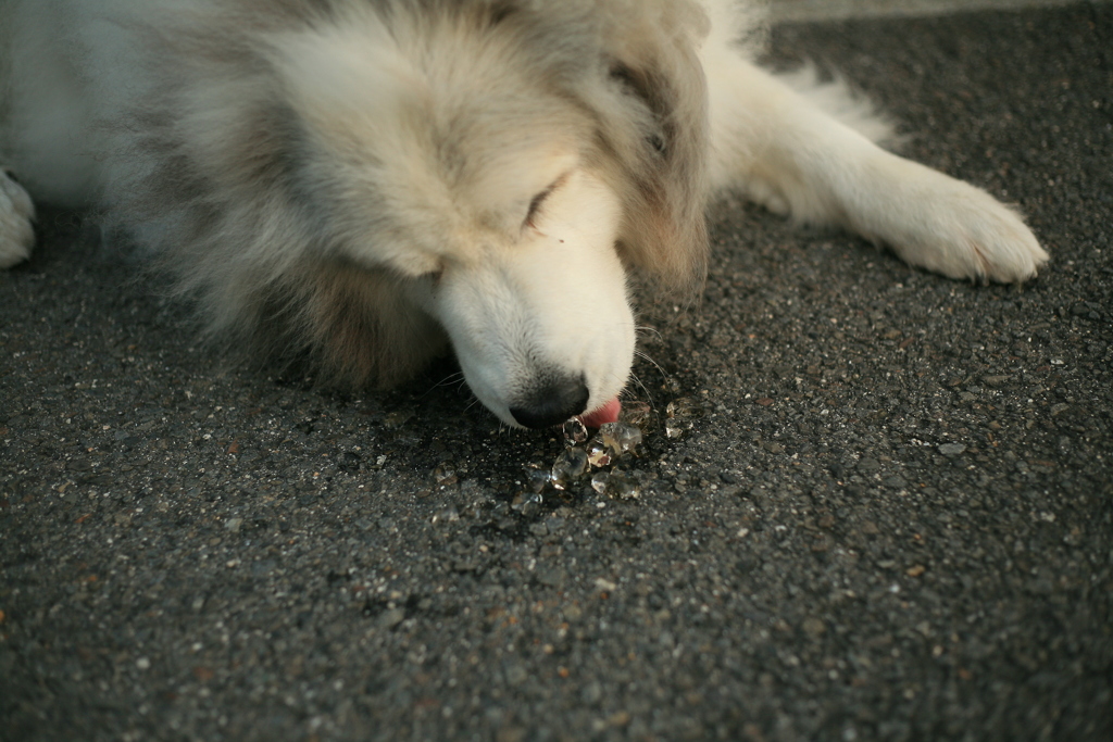 ブラックコーヒー大好きなココ様