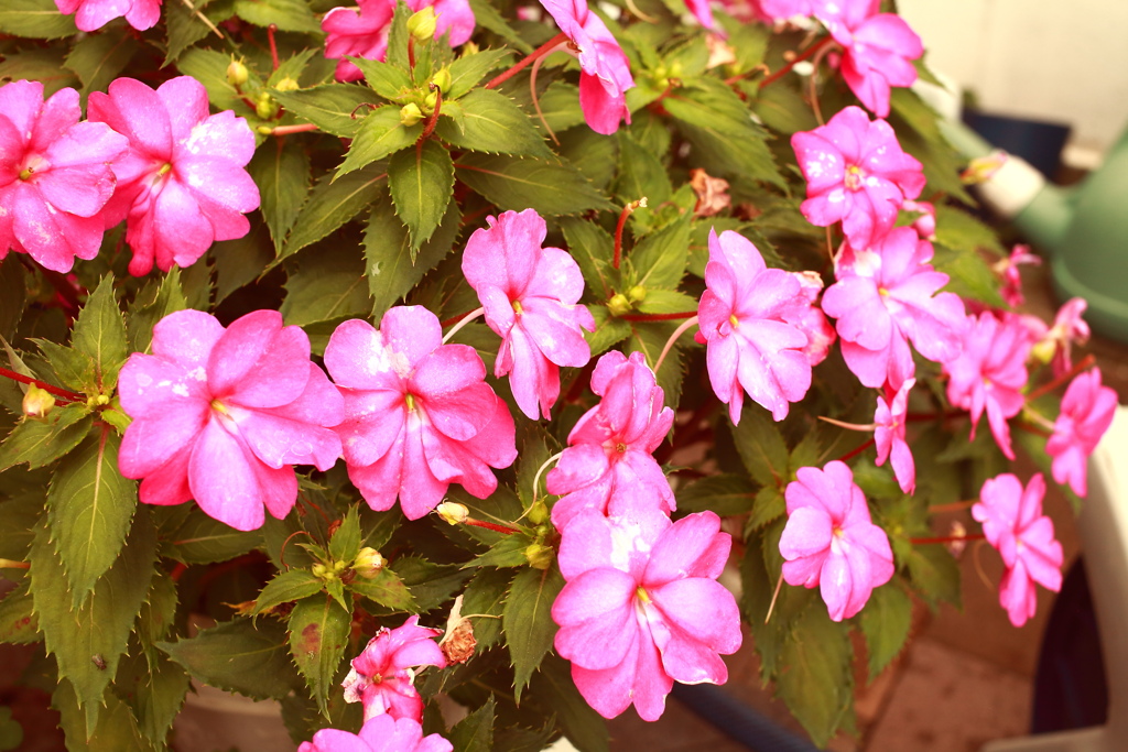 ココさん所の花