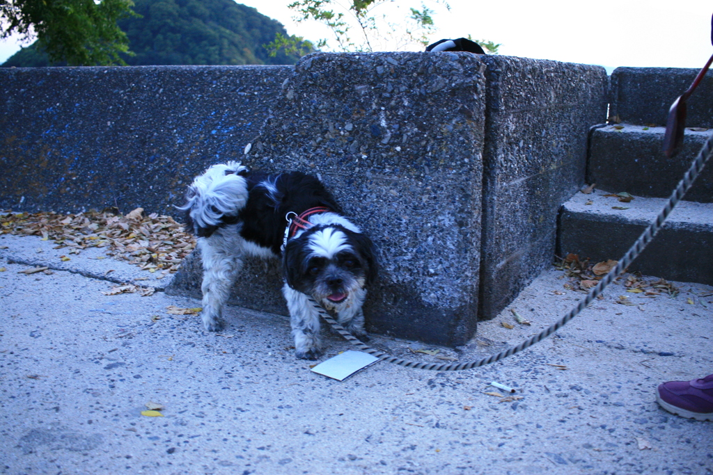 おしっこするマック