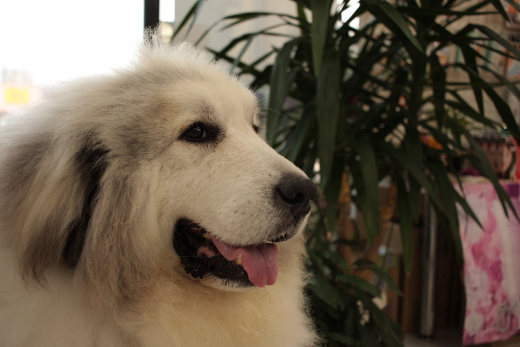 ココちゃん＠おかべ薬局