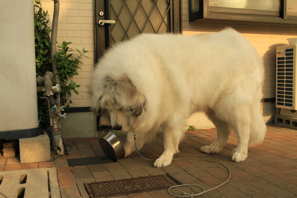 もっとご飯がほしいココさん