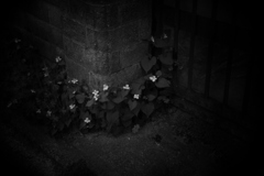 Holga by Monochrome