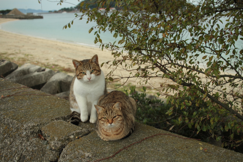 トムくんとおかあにゃん