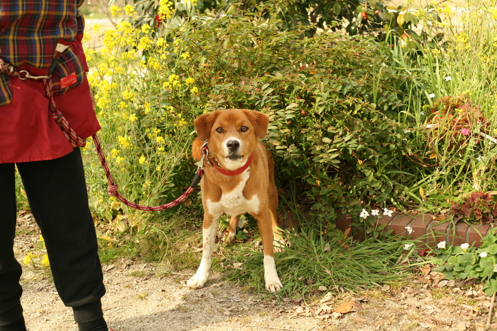 人間苦手です　ワン