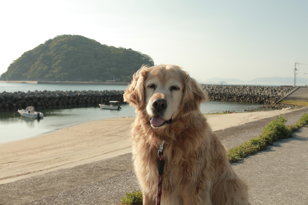今日も浜に散歩