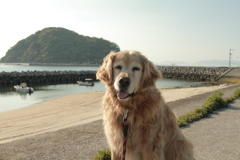 今日も浜に散歩