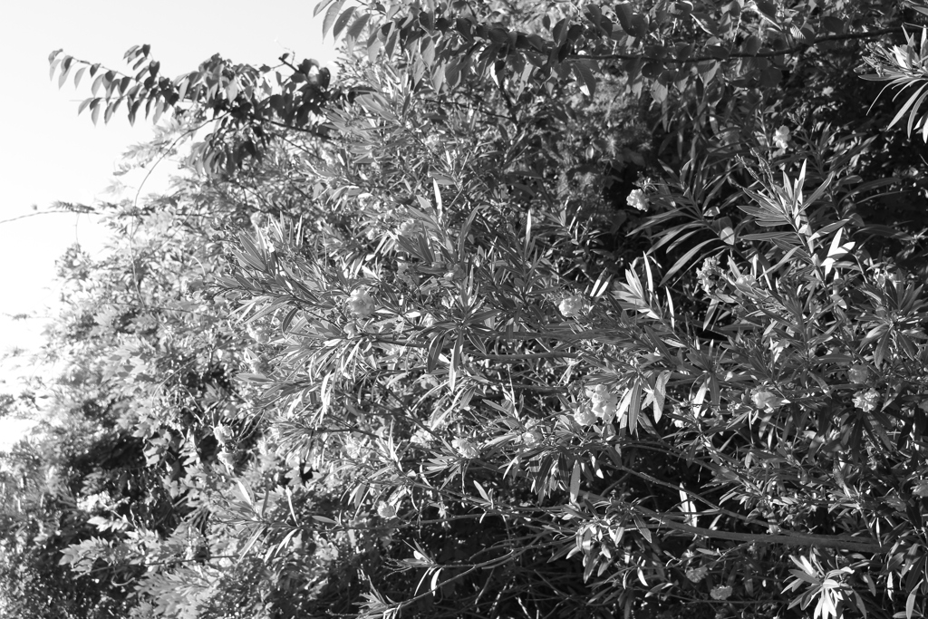 おニューのレンズでモノクロで写すという暴挙