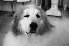 お店番してるココさん