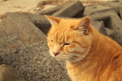 甘えるトラちゃん