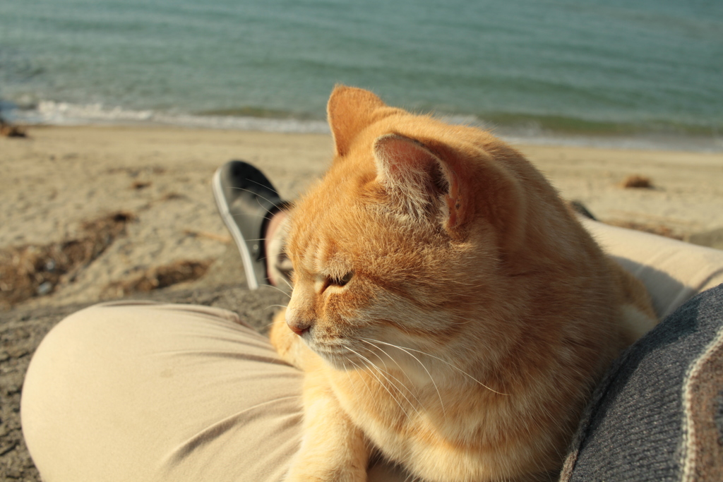 昼のトラちゃま