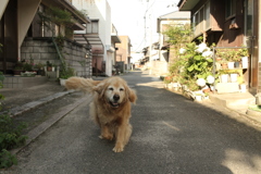 やってくるみゅうちゃん