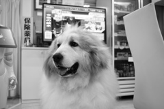 ココさん　モノクロ