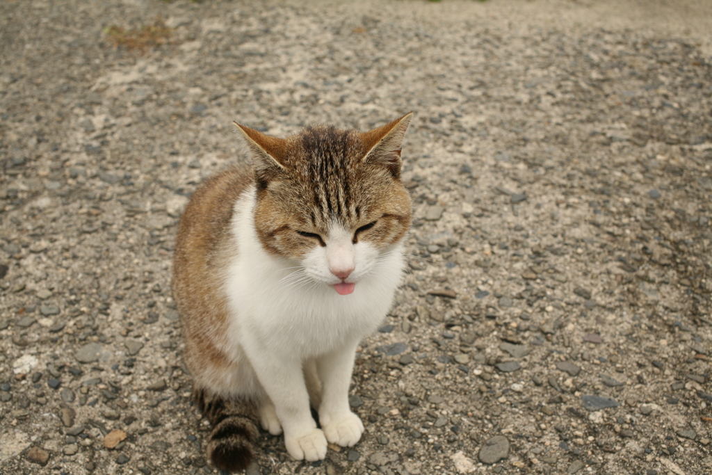 令和初日も平和な一日＠2019-05-01
