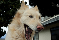 大あくびのダイちゃん