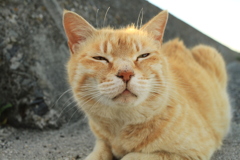 トラちゃん