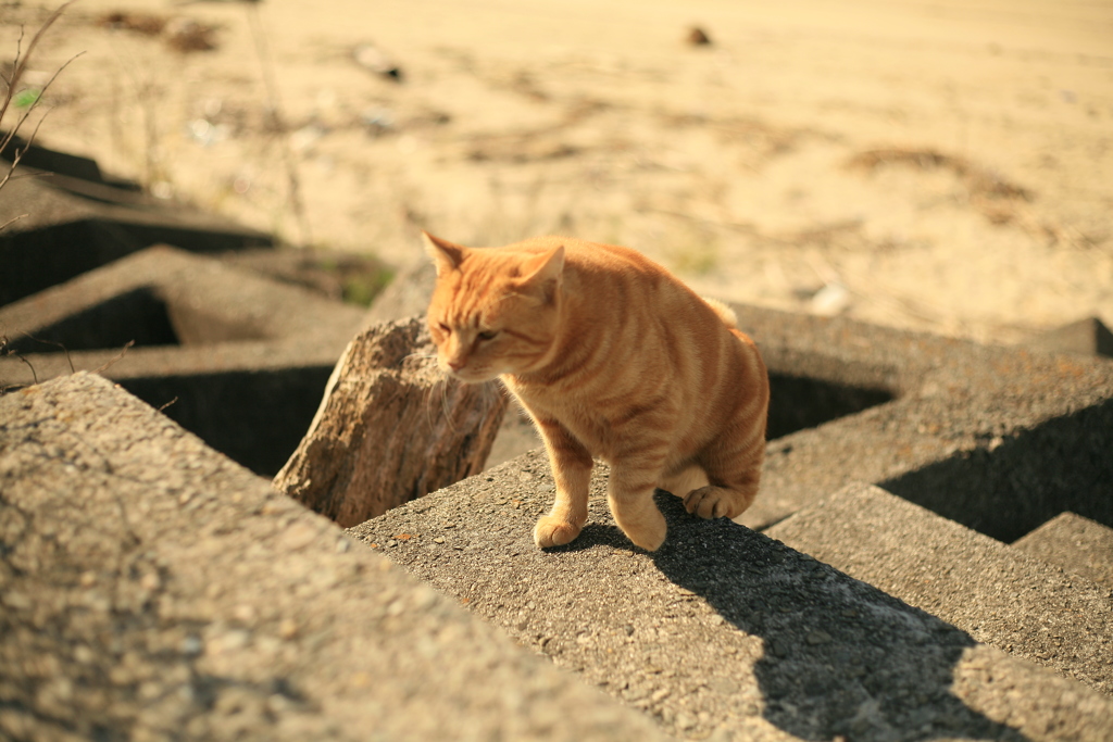 朝のまるちゃん