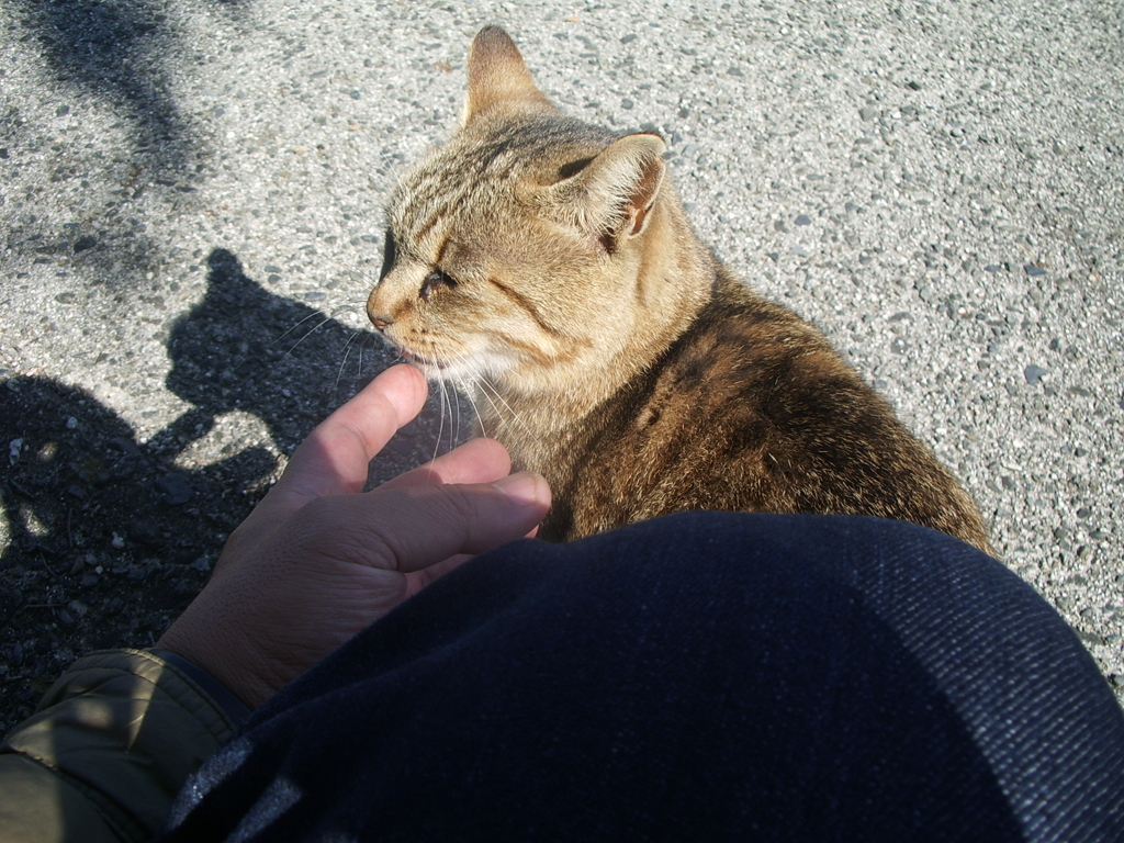 にゃんこ