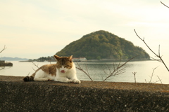 投稿枚数制限しないと、、