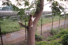 野性に目覚めるトム君