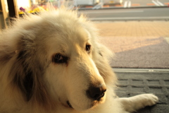 ココちゃん＠おかべ薬局