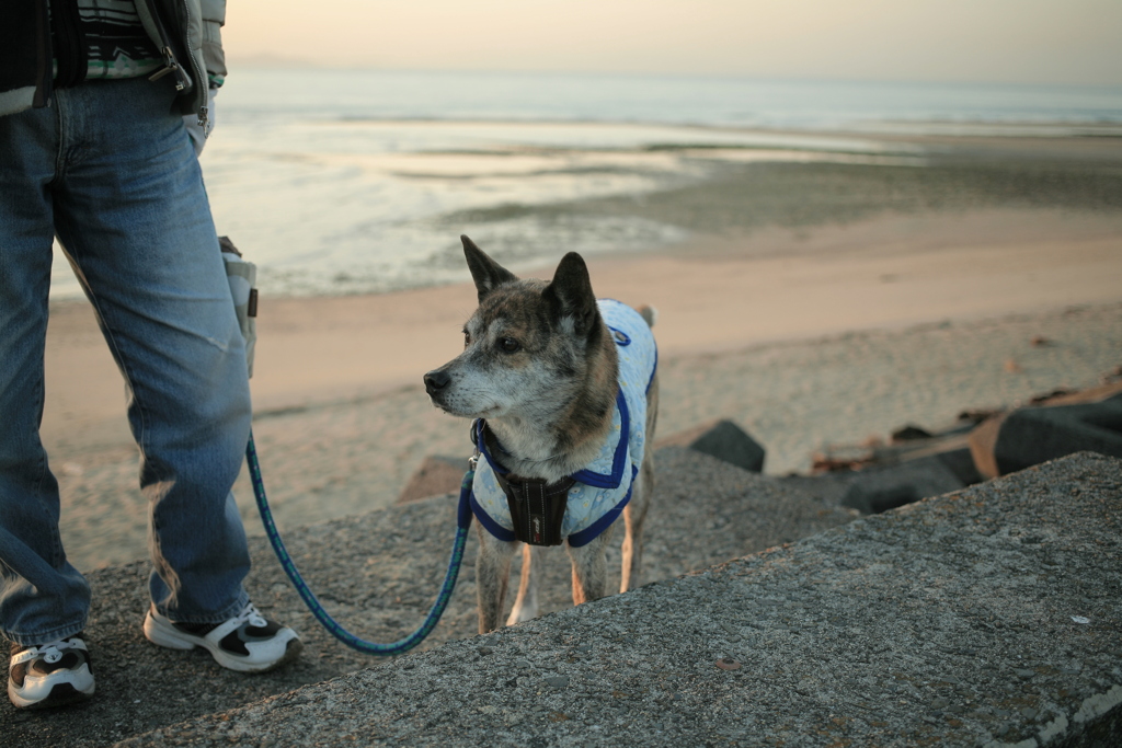 お父さんと散歩のポチ君