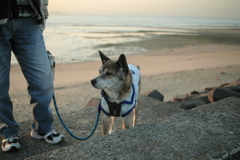 お父さんと散歩のポチ君