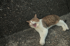 今日も元気なトム君