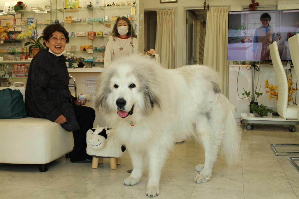 お店番してるココ様
