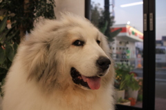 お店番してるココさん