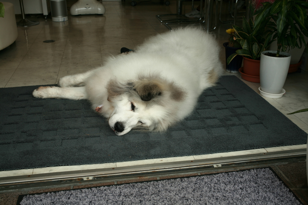 お昼お店番してるココ様