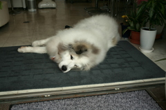 お昼お店番してるココ様