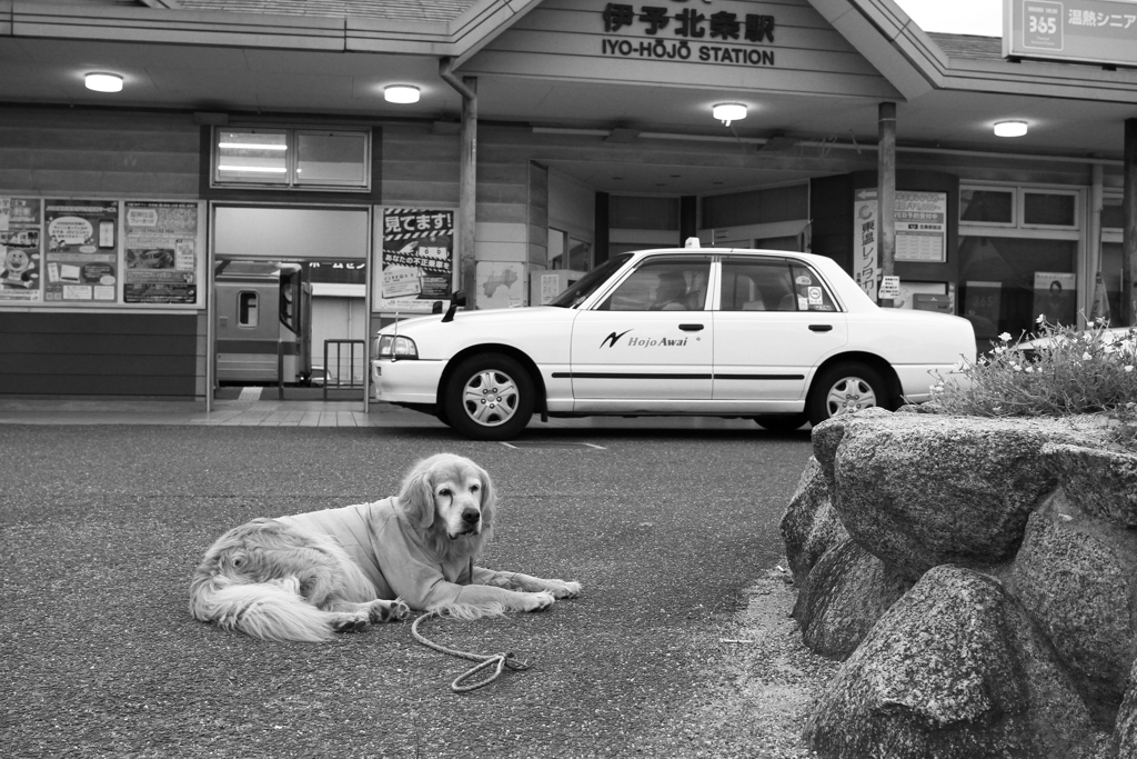 みゅうちゃんと駅まで散歩