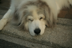 今日もポニョポニョのココ様