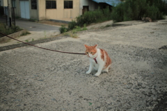 うず　おばちゃんの猫