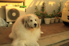 ご飯食べて番犬してるココさん