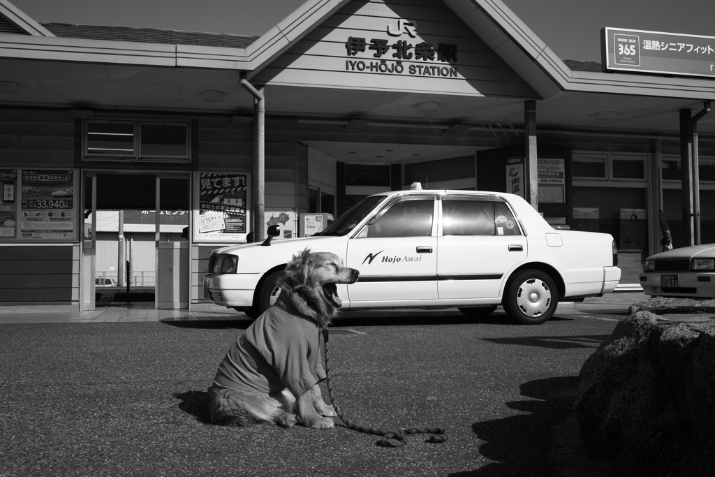 みゅうちゃんと駅まで散歩