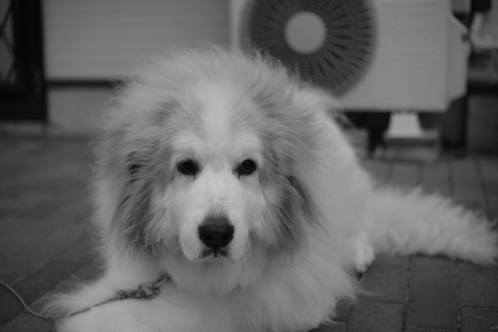 寒いのへっちゃらなココさん