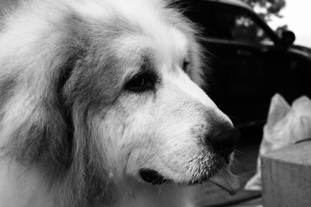 不安そうなココさん